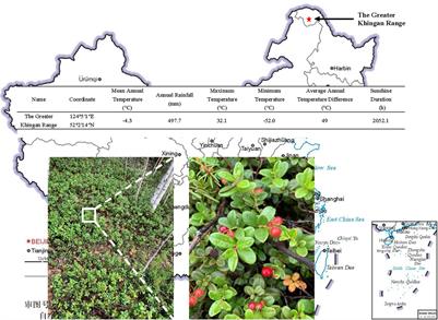 Lingonberry (Vaccinium vitis-idaea L.) Interact With Lachnum pygmaeum to Mitigate Drought and Promote Growth